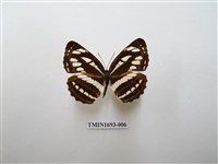 藏品(豆環蛺蝶)的圖片